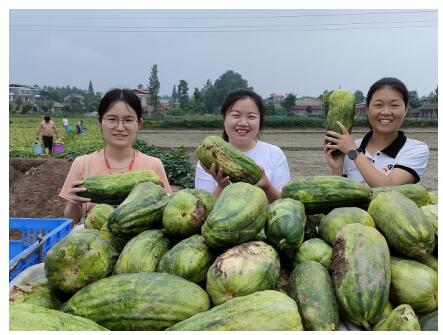 益阳南县麻河口镇：两天卖空2万斤，直播来买南县本地最新鲜的甜瓜